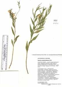 Amsonia tomentosa image