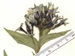 Amsonia jonesii image