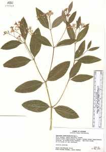 Apocynum androsaemifolium image