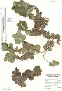 Image of Carissa grandiflora