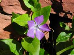 Vinca major image