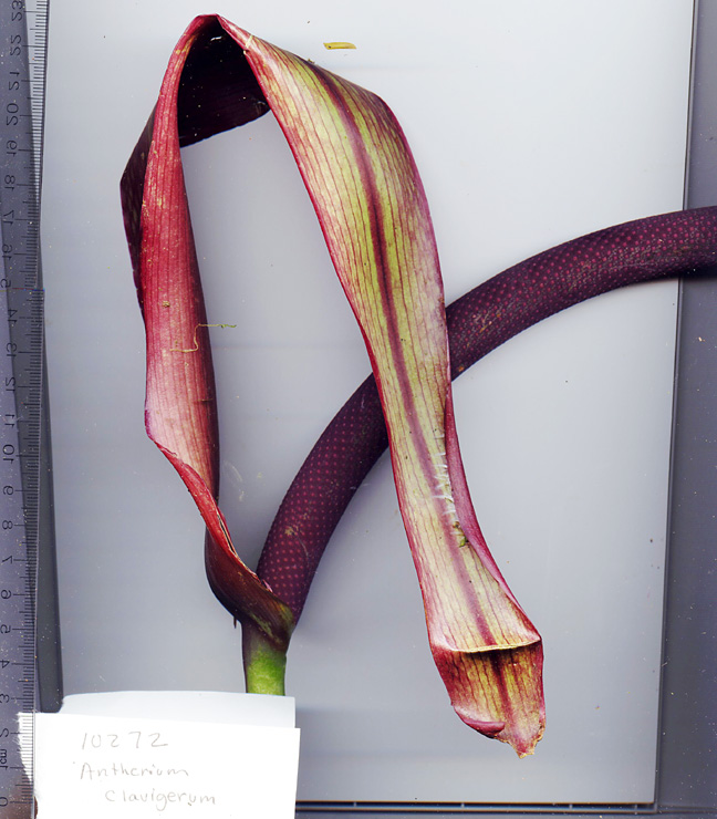 Anthurium clavigerum image