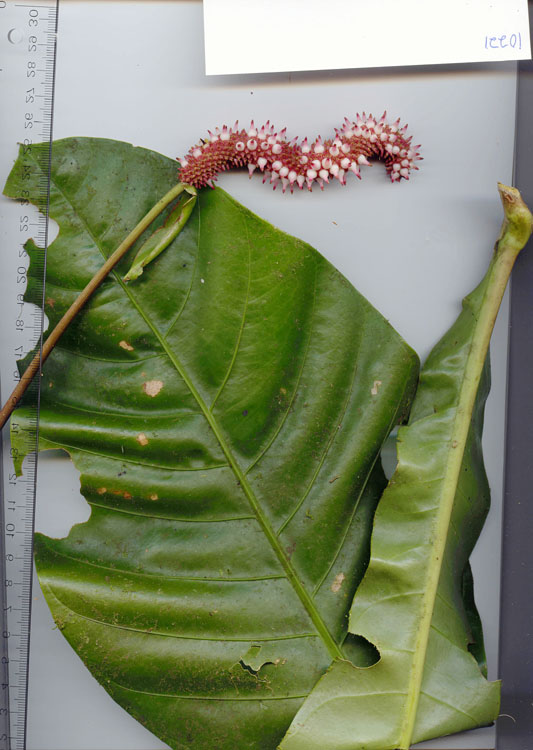 Araceae image