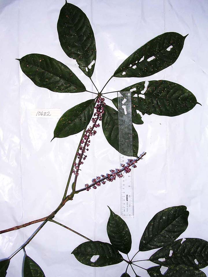Araliaceae image