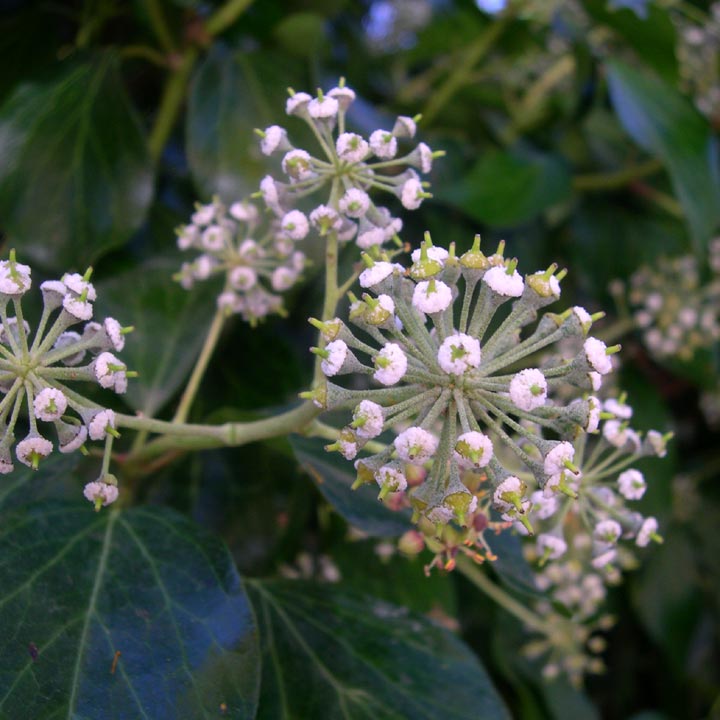 Hedera helix image