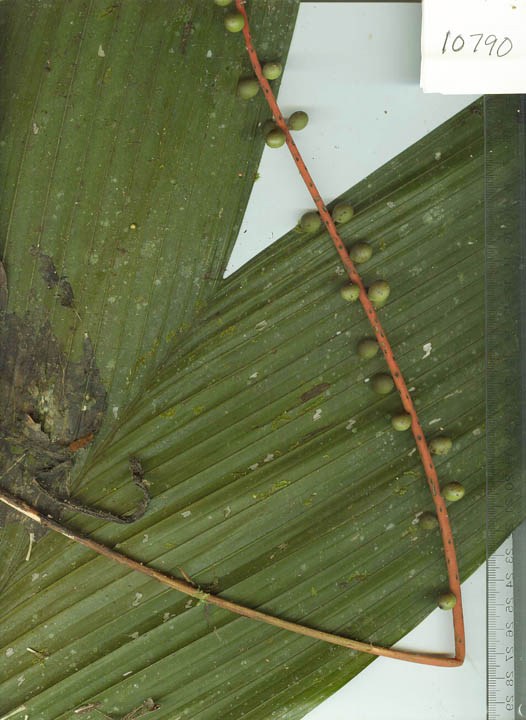 Chamaedorea pauciflora image