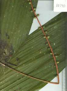 Image of Chamaedorea pauciflora