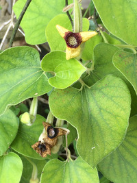 Isotrema tomentosa image