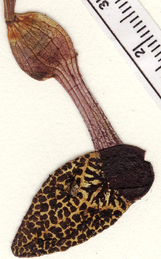 Aristolochia jaliscana image