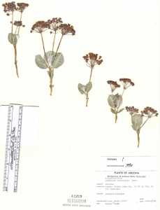 Asclepias nummularia image