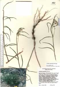 Asclepias angustifolia image