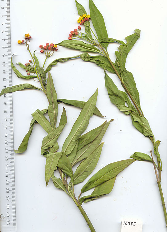 Asclepias image