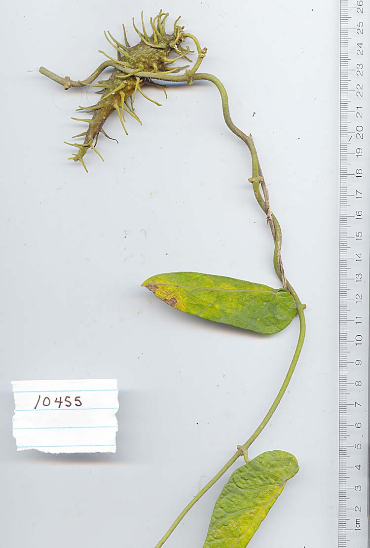 Apocynaceae image