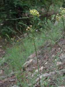 Asclepias engelmanniana image