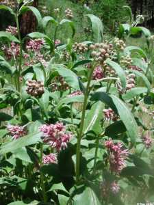 Asclepias speciosa image