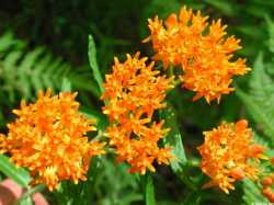 Asclepias tuberosa image