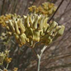 Asclepias subulata image