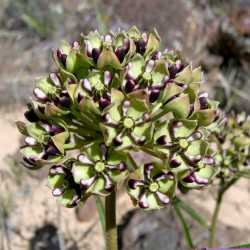 Asclepias asperula image