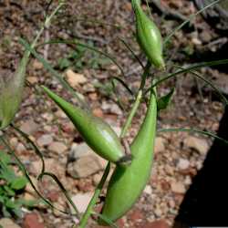 Asclepias engelmanniana image