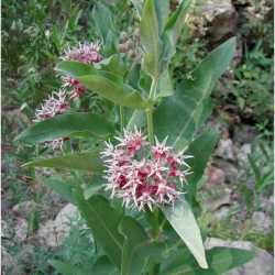 Asclepias speciosa image