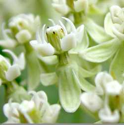 Asclepias subverticillata image