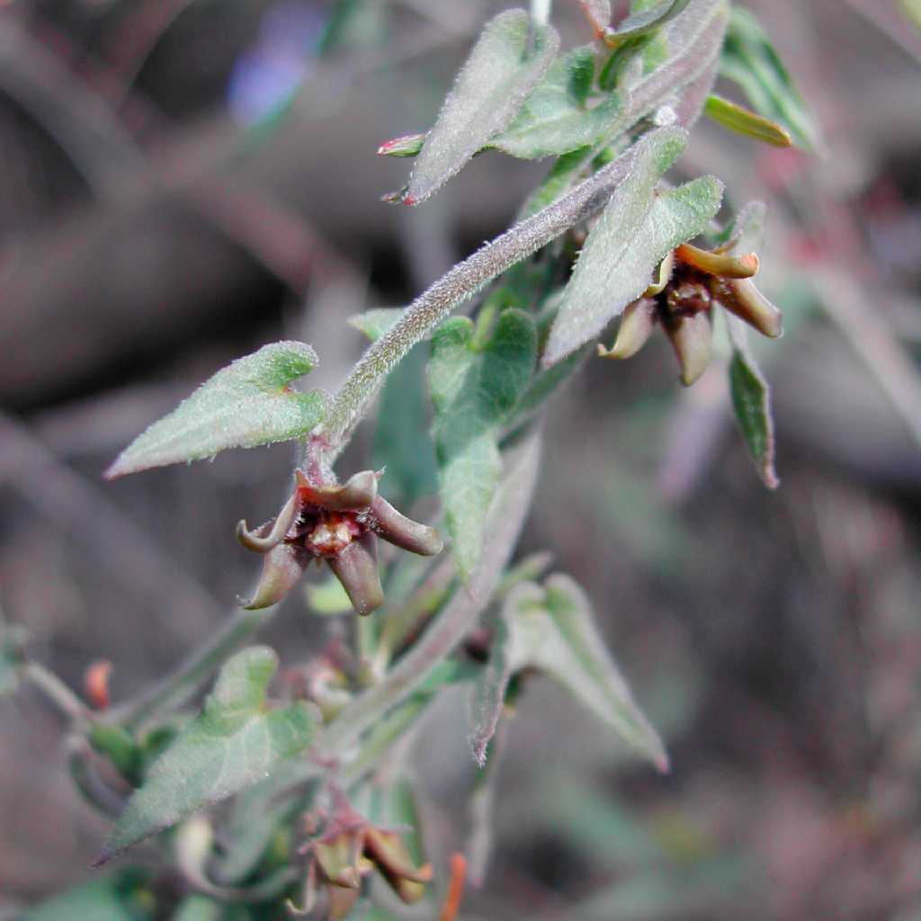 Matelea parvifolia image