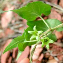 Matelea producta image