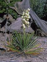 Yucca baileyi image