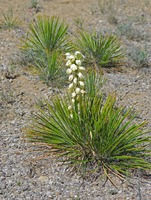 Yucca baileyi image