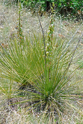 Yucca glauca image