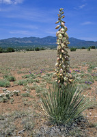Yucca baileyi var. intermedia image