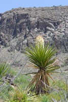 Yucca treculeana image