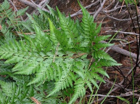 Asplenium adiantum-nigrum image