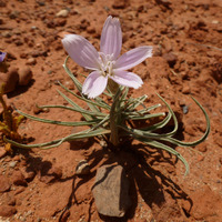 Image of Lygodesmia grandiflora