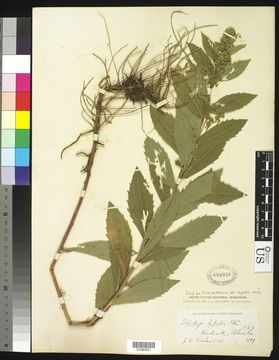 Solidago lepida subsp. lepida image