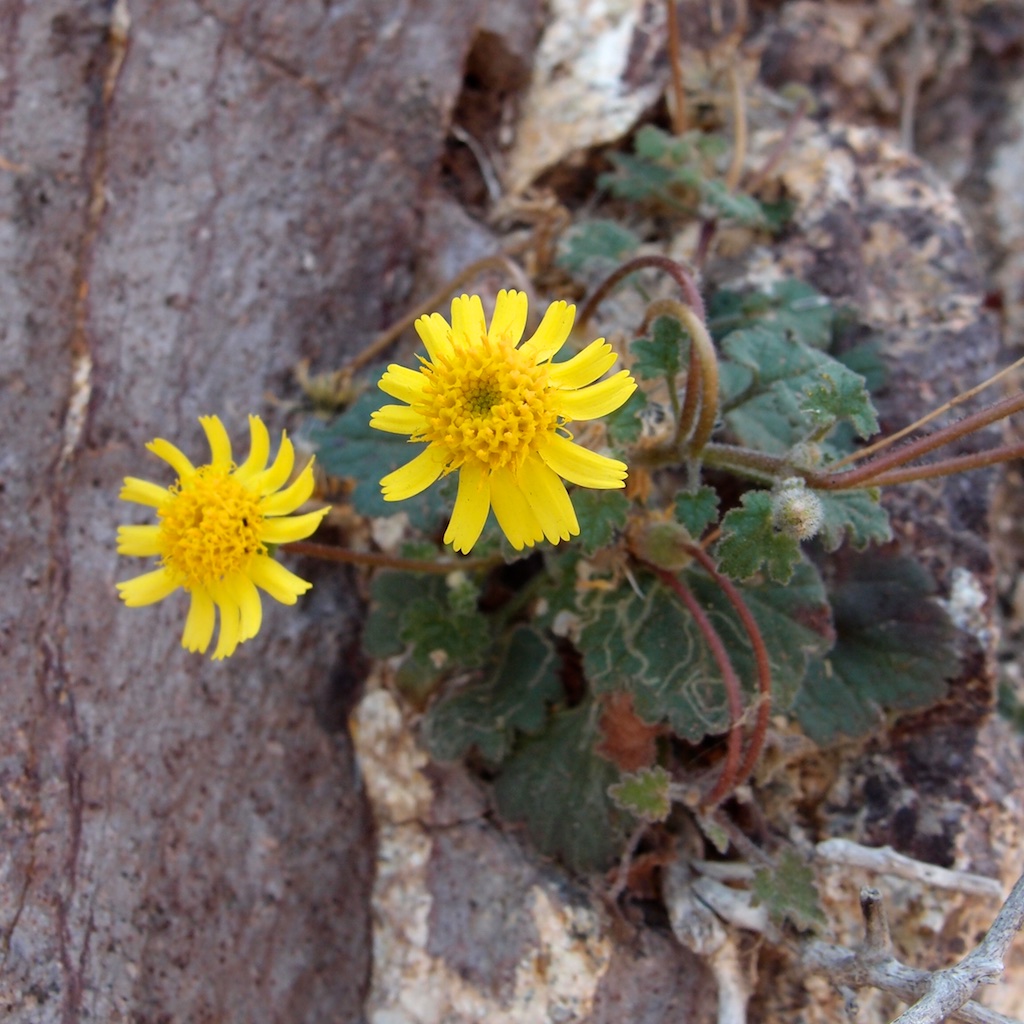 Perityle leptoglossa image