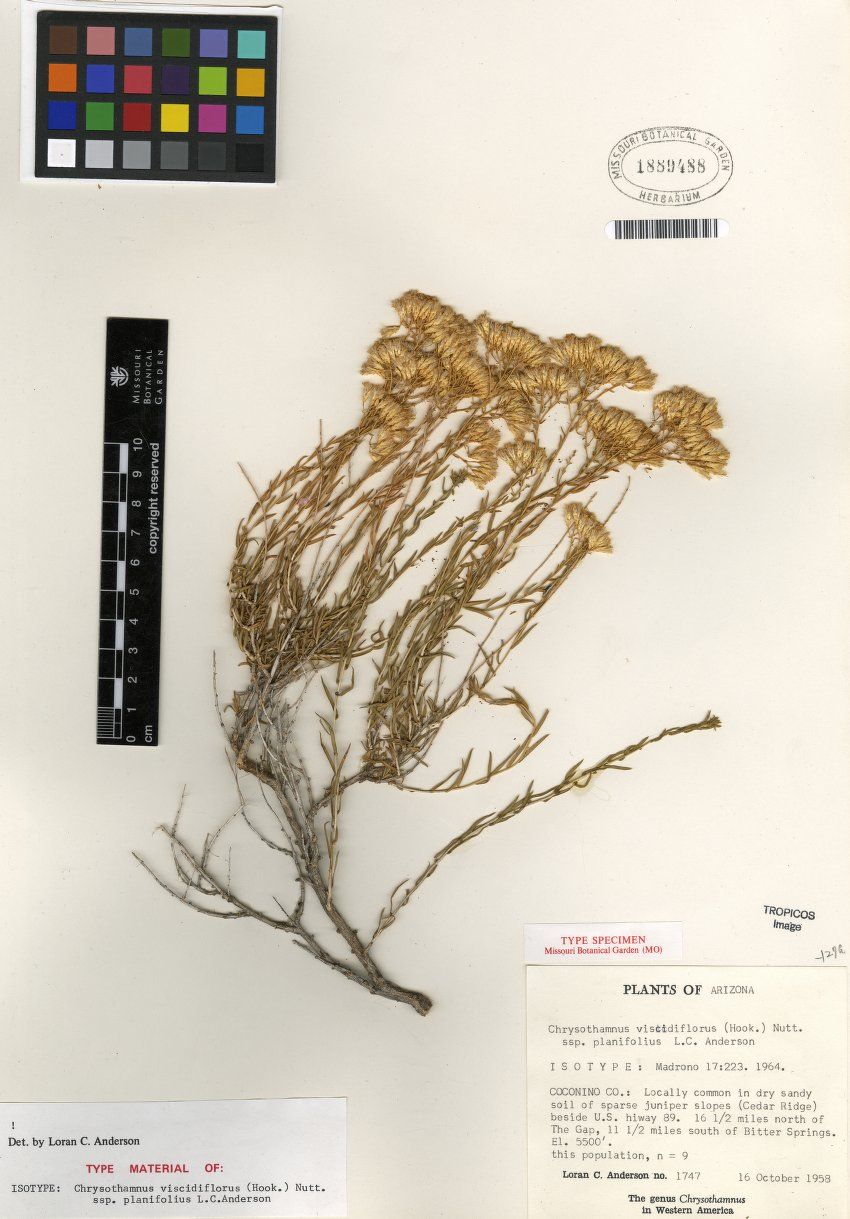 Chrysothamnus viscidiflorus subsp. planifolius image