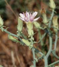 Stephanomeria parryi image