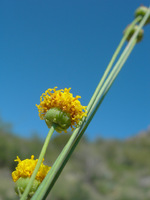 Thelesperma longipes image