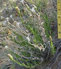 Brickellia oblongifolia image