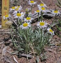 Erigeron canus image