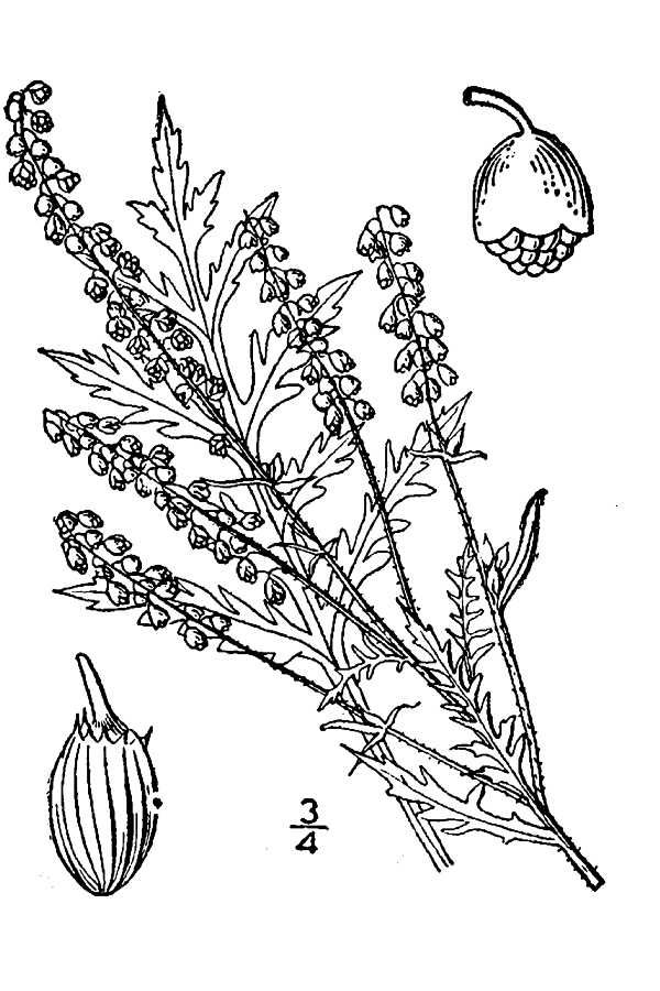 Ambrosia artemisiifolia var. elatior image