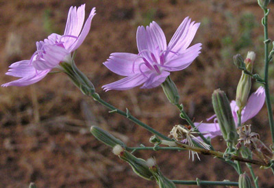 Lygodesmia juncea image