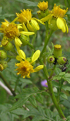 Senecio eremophilus var. kingii image