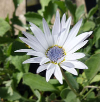 Image of Arctotis stoechadifolia