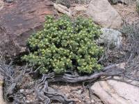 Picrothamnus desertorum image