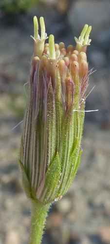 Brickellia oblongifolia var. linifolia image