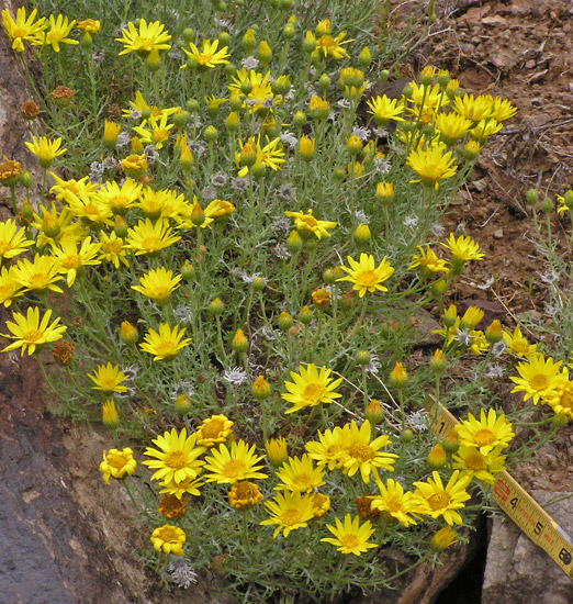 Xanthisma spinulosum var. spinulosum image