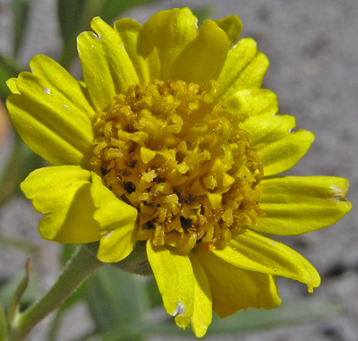 Platyschkuhria integrifolia var. oblongifolia image