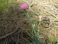 Cirsium wheeleri image